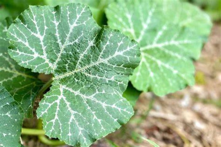 Are all pumpkin leaves edible?