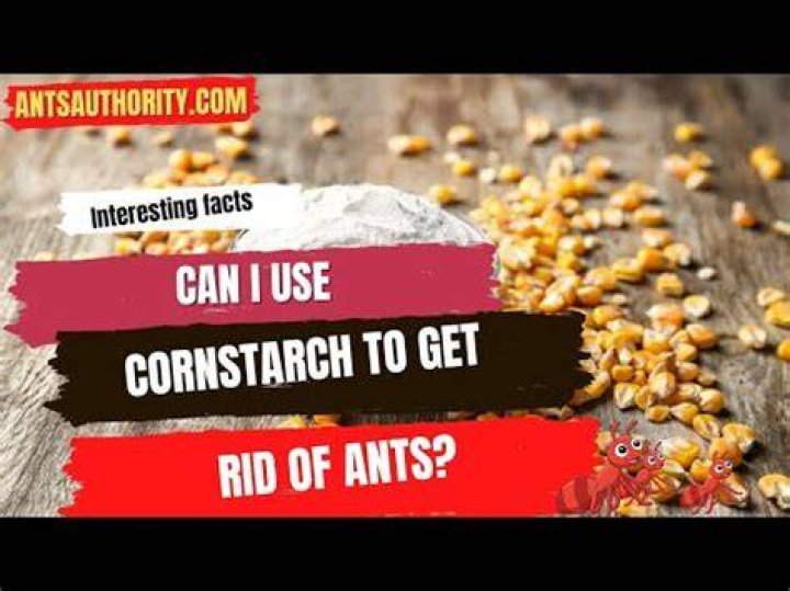 Are ants attracted to corn starch?