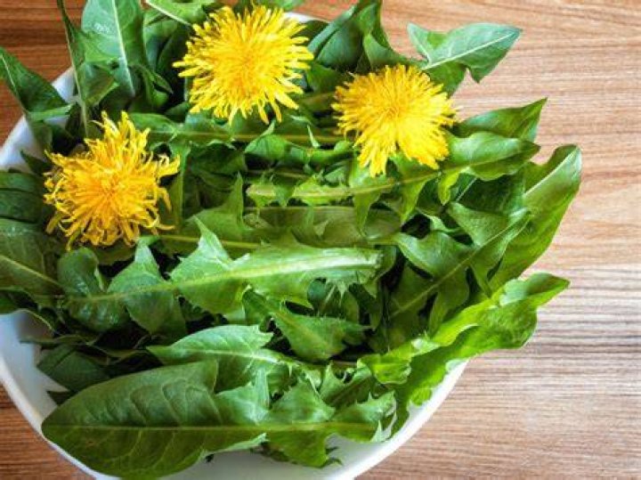 Are dandelions good for compost?