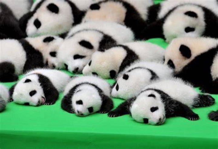Baby Panda china