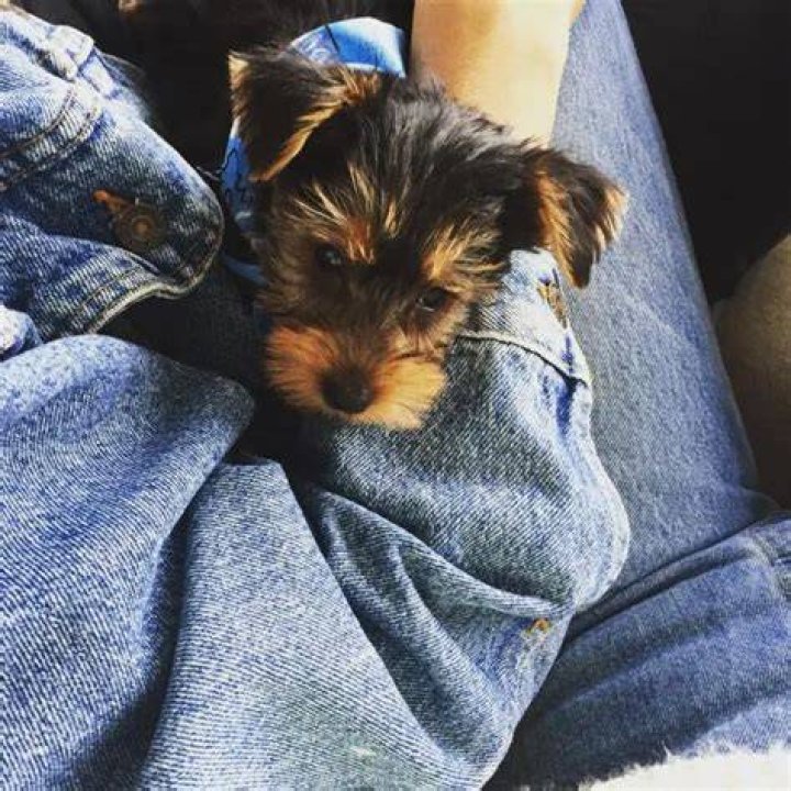 Bella Hadid Pets