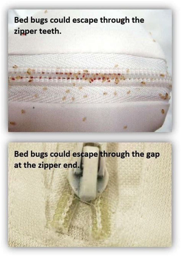Can bed bugs get through a mattress cover?