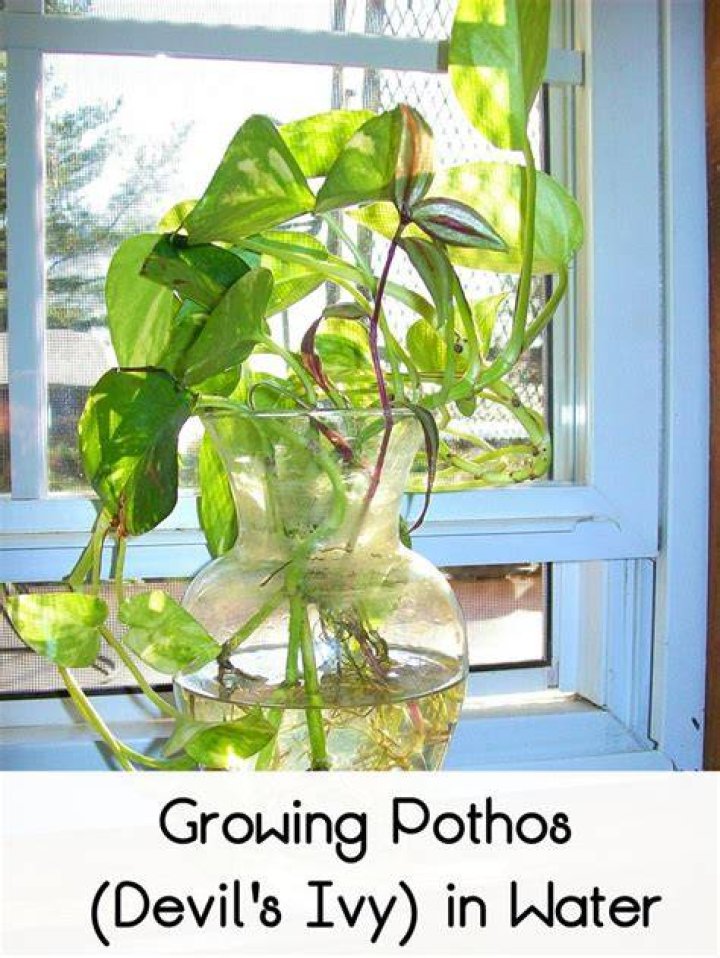 Can Devil’s Ivy grow in water?
