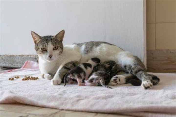 Can I touch my cats kittens?