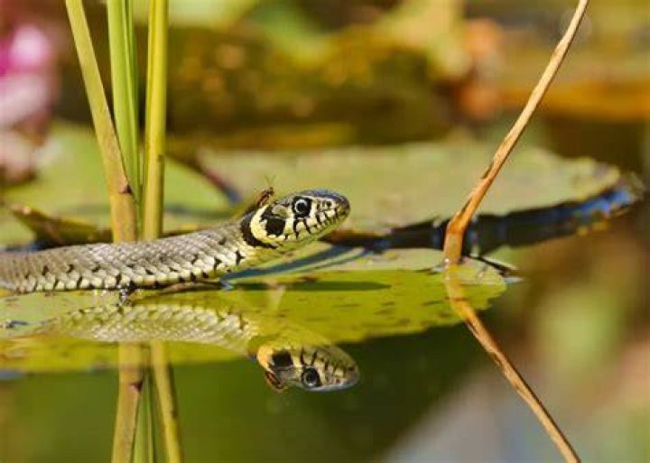 Can snakes live in ponds?