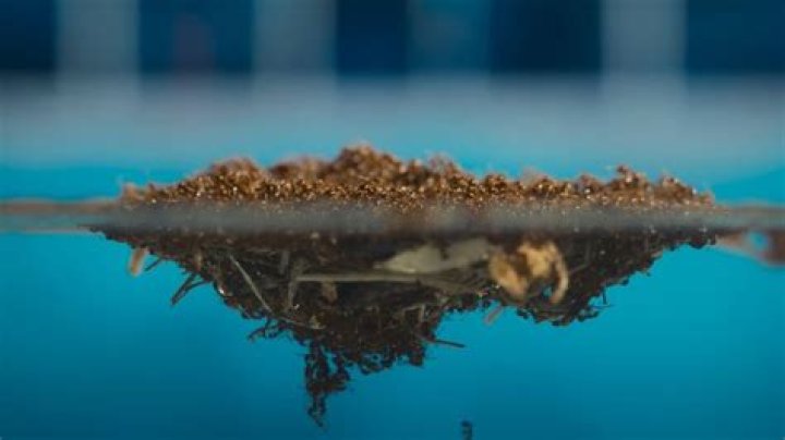 Can you drown a fire ant colony?
