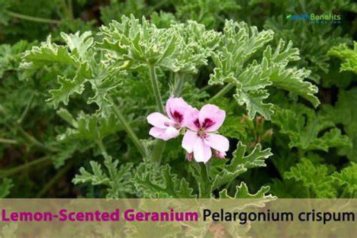 Can you eat lemon scented geranium?
