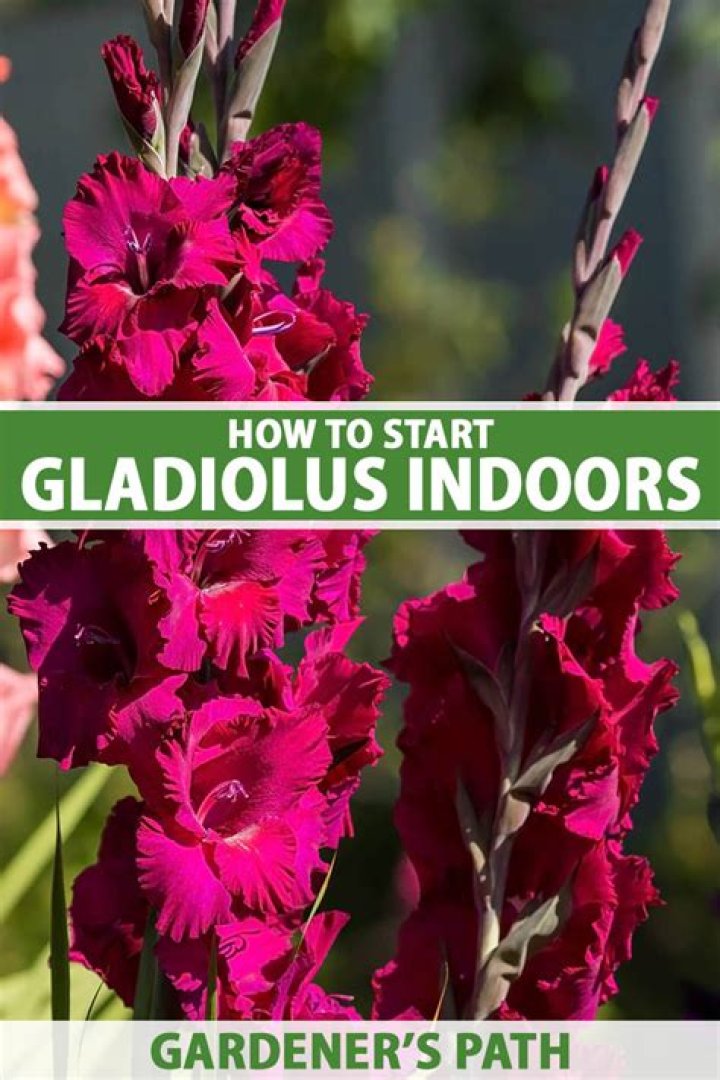 Can you start gladiolus indoors?