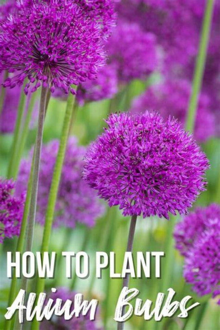 Do allium seeds turn into bulbs?