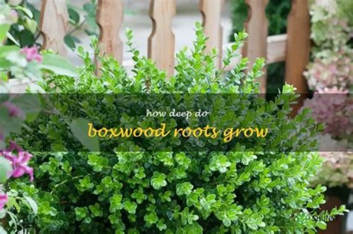 Do boxwood bushes have deep roots?