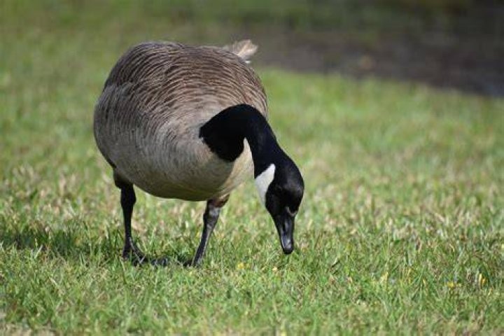 Do Canada geese eat soybeans?