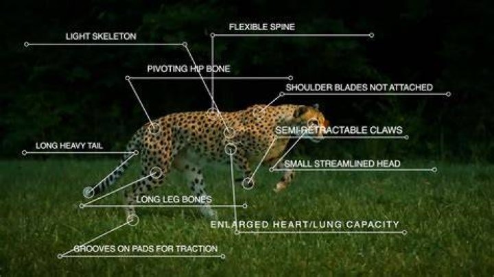 Do Cheetahs have bones?