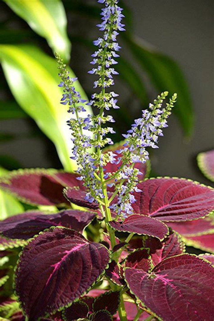 Do coleus flowers come back every year?