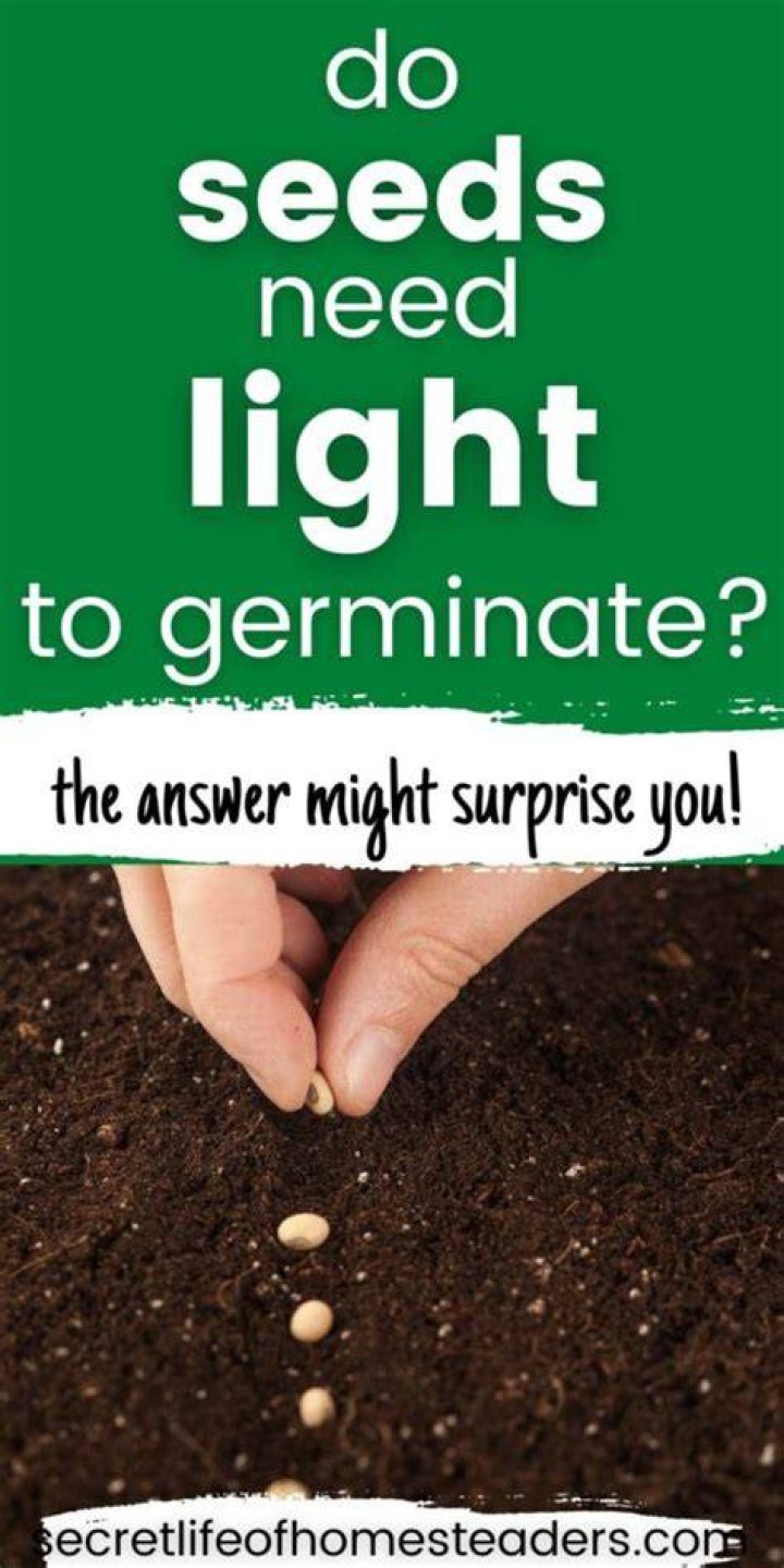 Do coriander seeds need light to germinate?