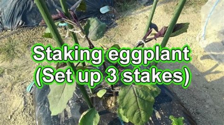 Do eggplants need staking?
