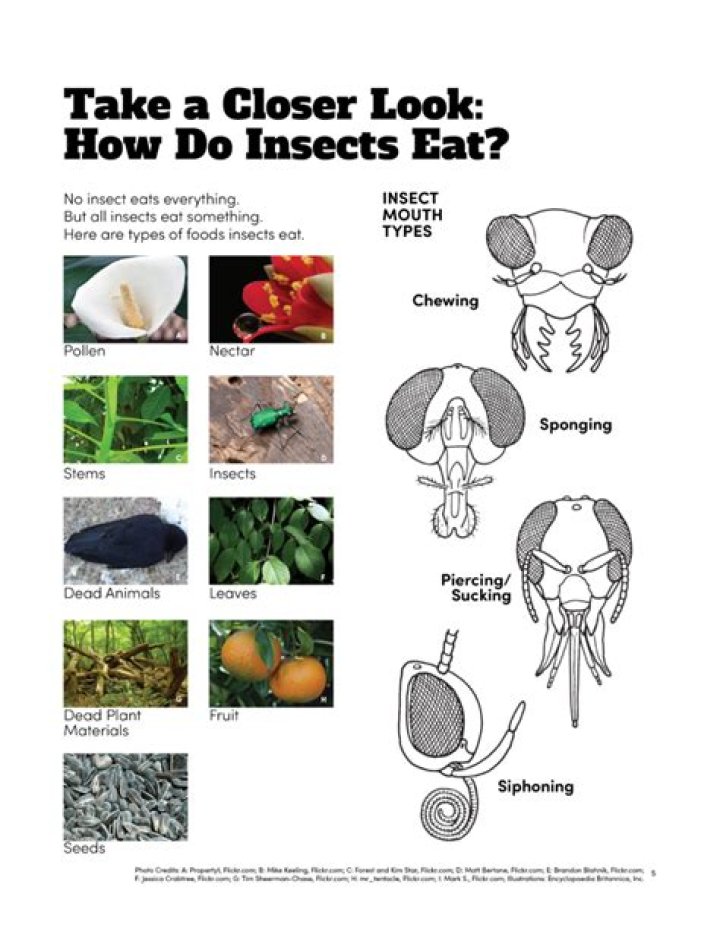 Do insects eat mold?
