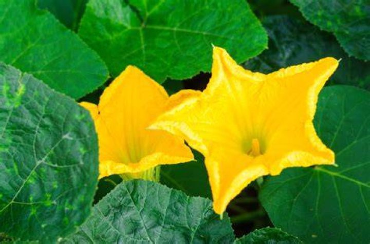 Do pumpkin plants have yellow flowers?