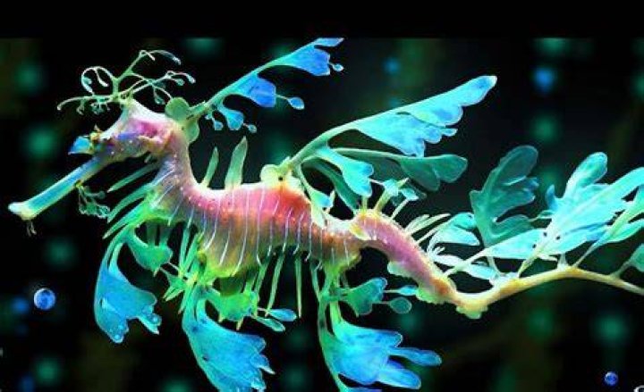 Do sea dragons exist?