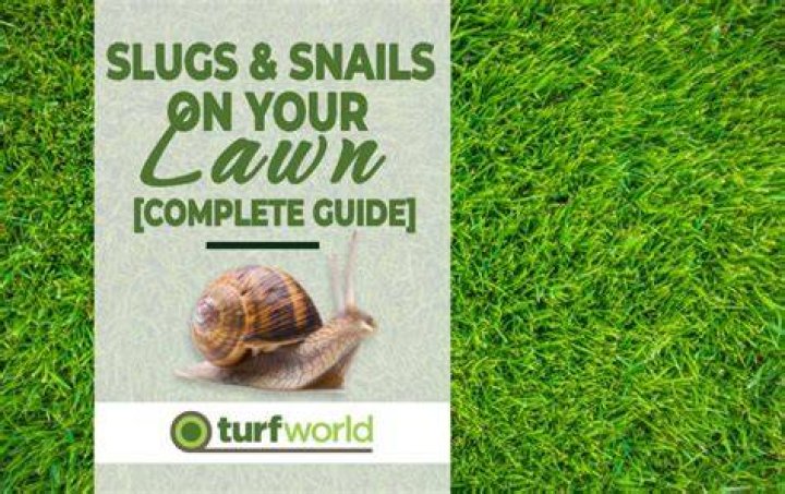 Do slugs harm your lawn?