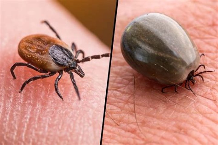 Do ticks like rubber mulch?