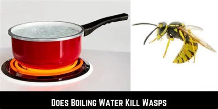 Does boiling water kill wasps?