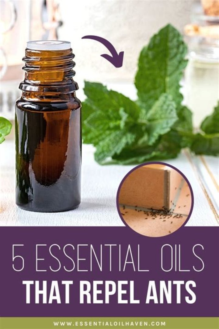 Does lemongrass oil repel ants?