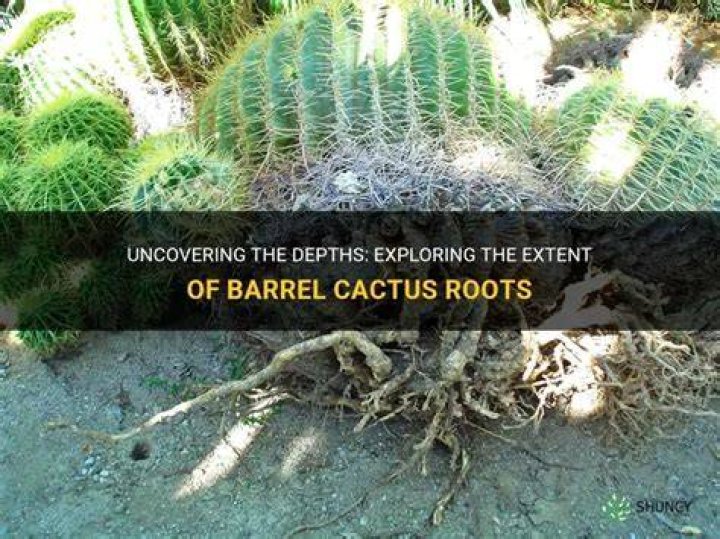 Does the barrel cactus have deep roots?