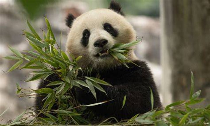 Giant Panda China Saving