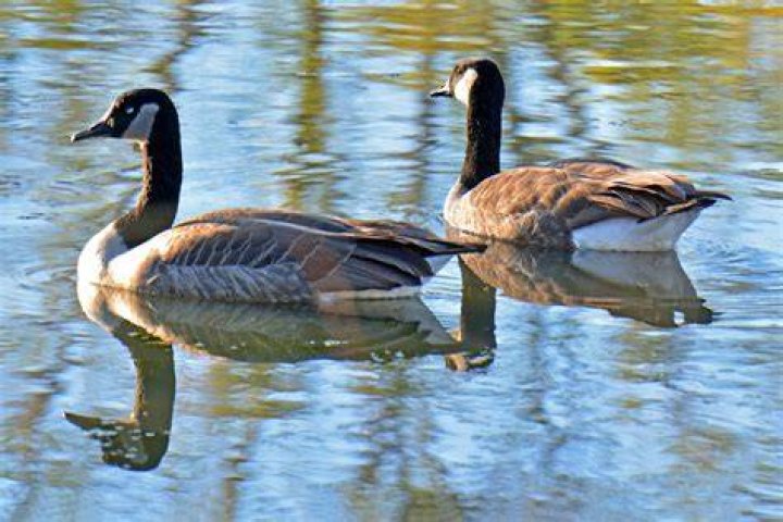 Guard geese taking a break at their pool