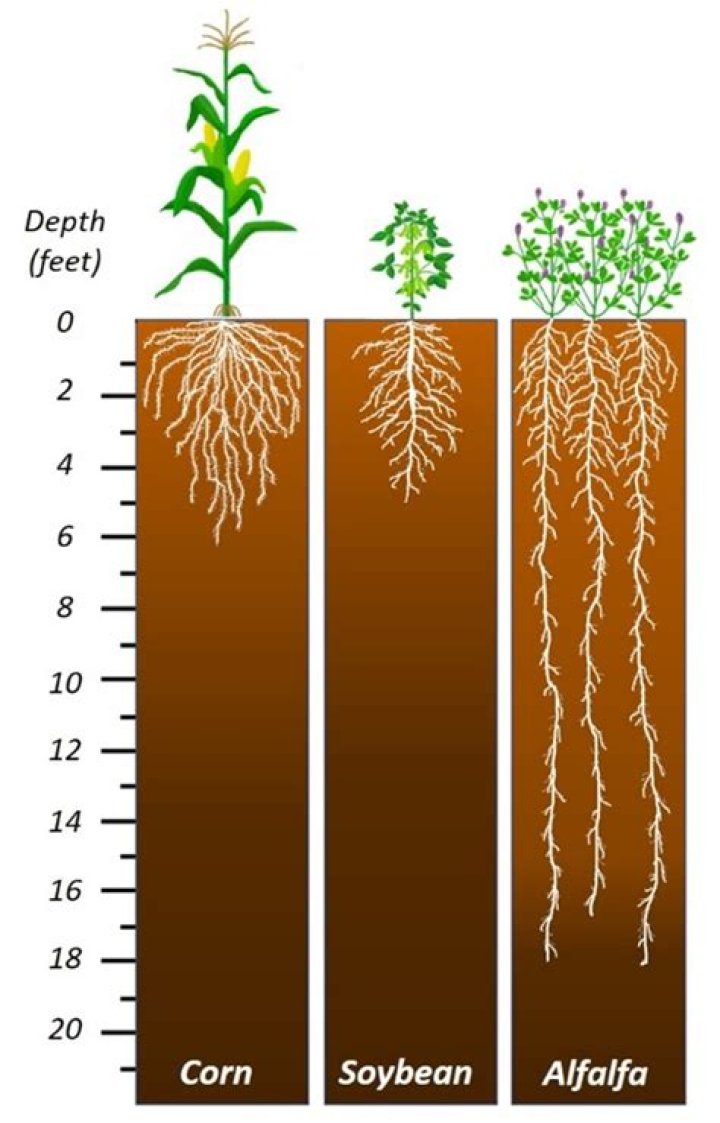 How deep do alfalfa roots go?