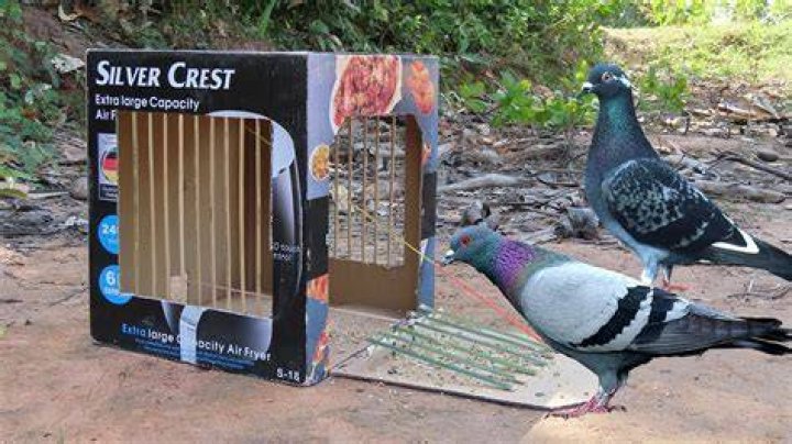 How do you catch pigeons?