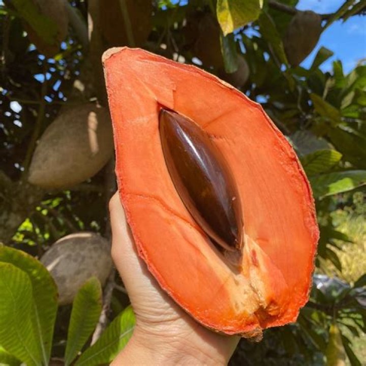 How do you know when a mamey fruit is ripe?