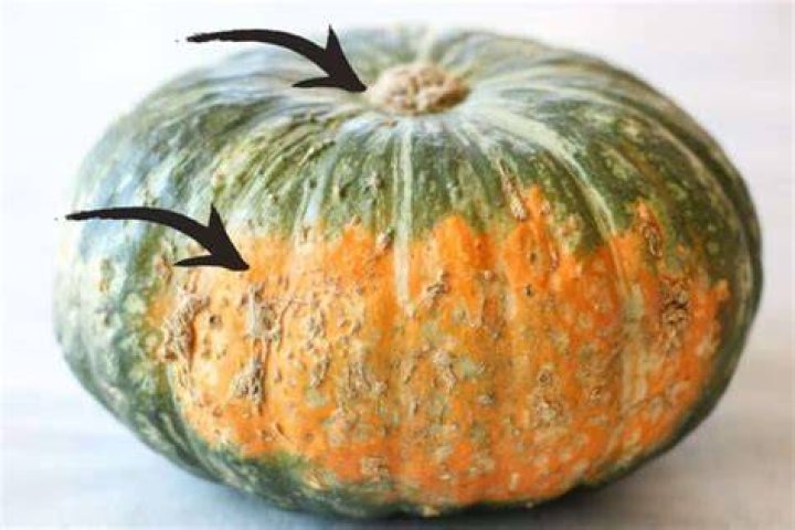 How do you know when kabocha squash is ripe?