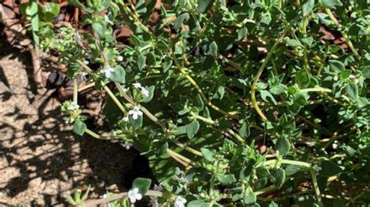 How do you save a dying thyme plant?
