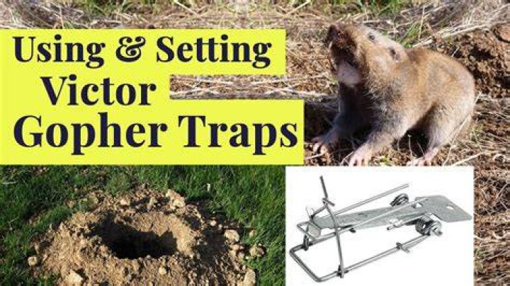 How do you set a victor gopher trap?