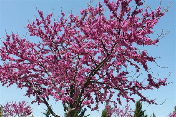 How fast does western redbud grow?