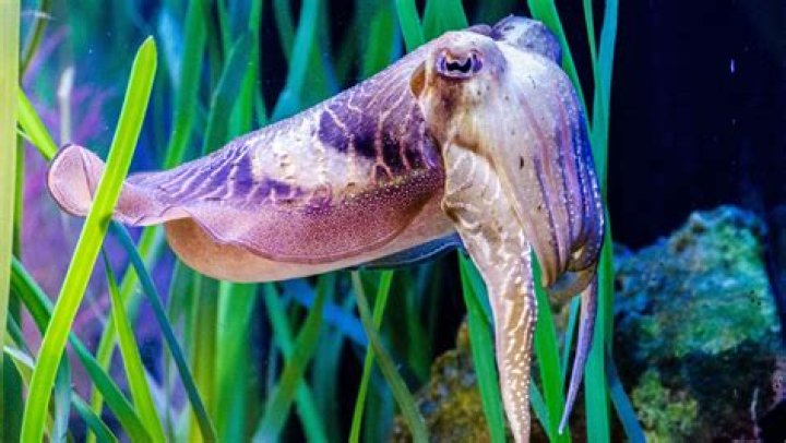 How long does a cuttlefish live?