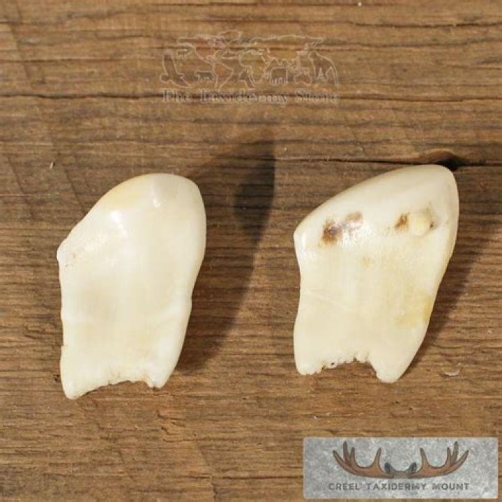 How much is elk ivory worth?