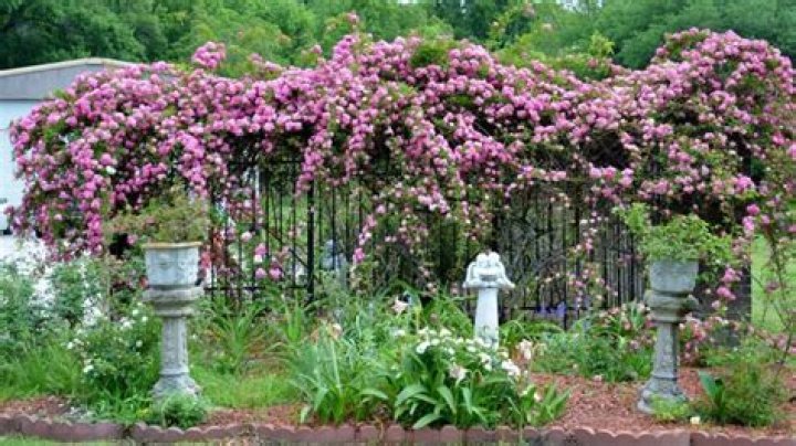 How often does Peggy Martin rose bloom?