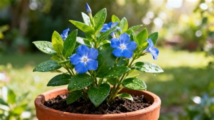 How often should I water Periwinkle?