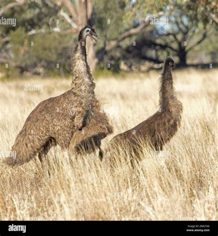 Is EMU aggressive?