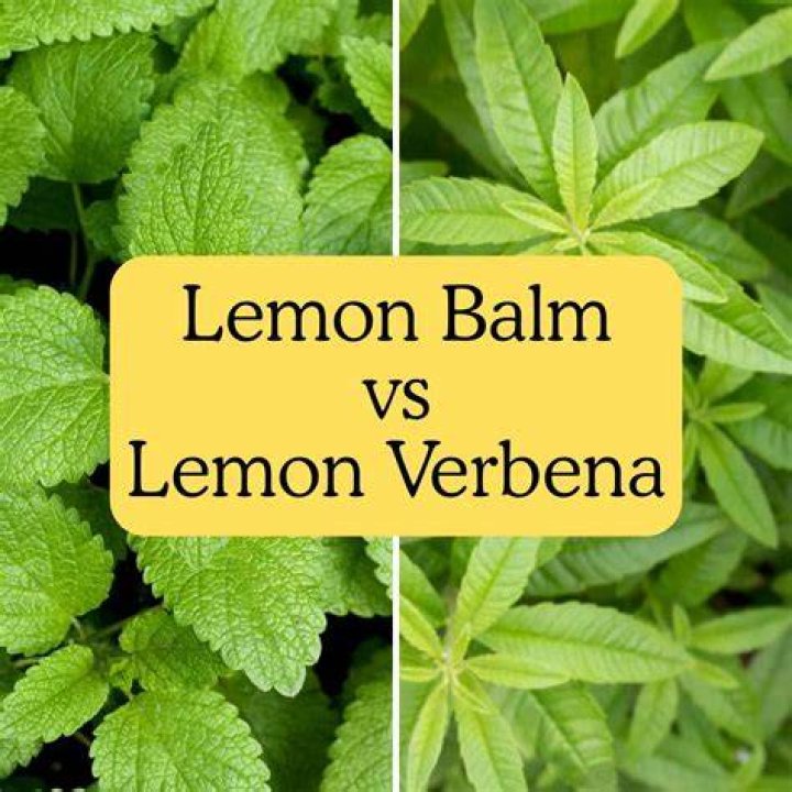 Is Lemon balm the same as lemon verbena?