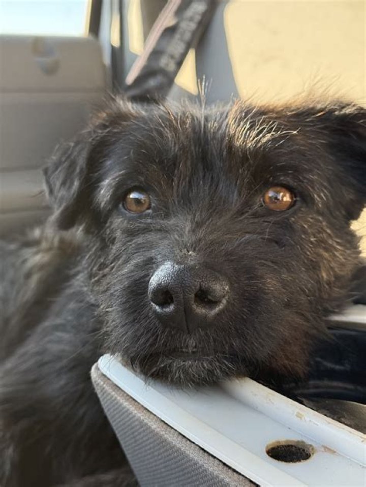 Mutt Nation - Dog Adoption and Advocacy Website