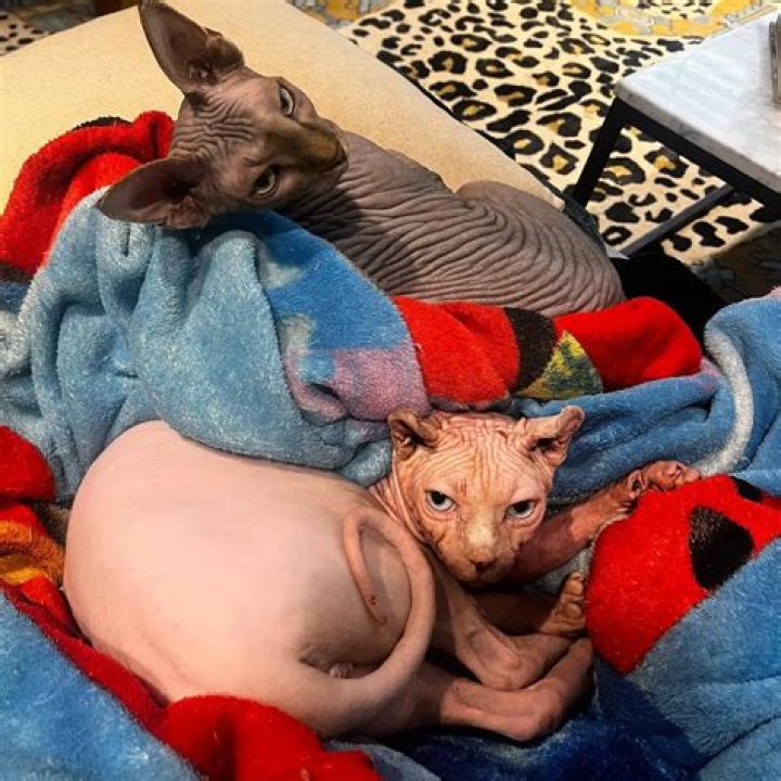 Peesh and Bingus Instagram