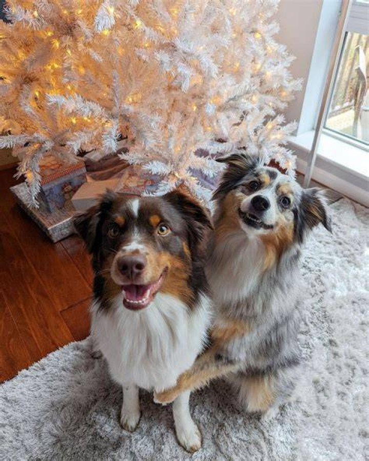 teslatheminiaussie 