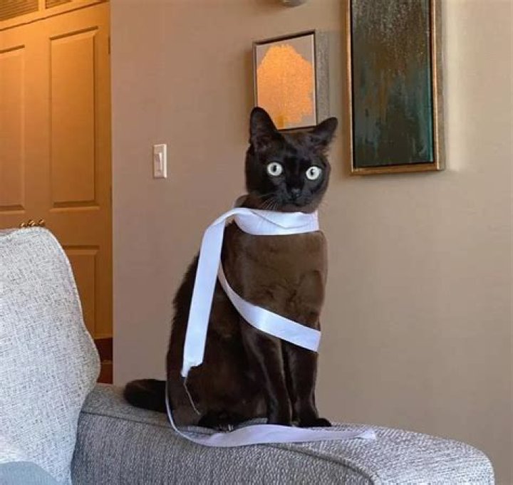 Tyn the Cat Instagram