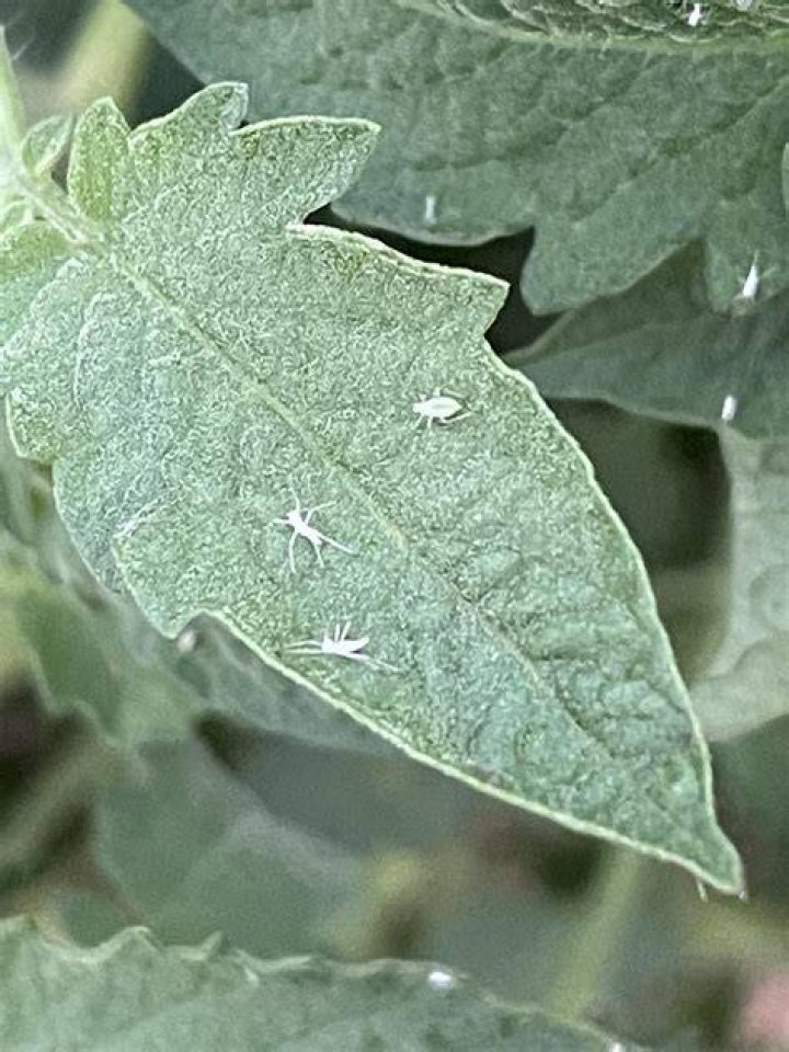 What are the tiny white bugs on tomato plants?