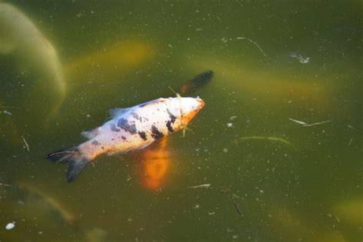 What causes pond fish to die?