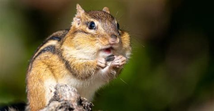What do chipmunk sounds mean?