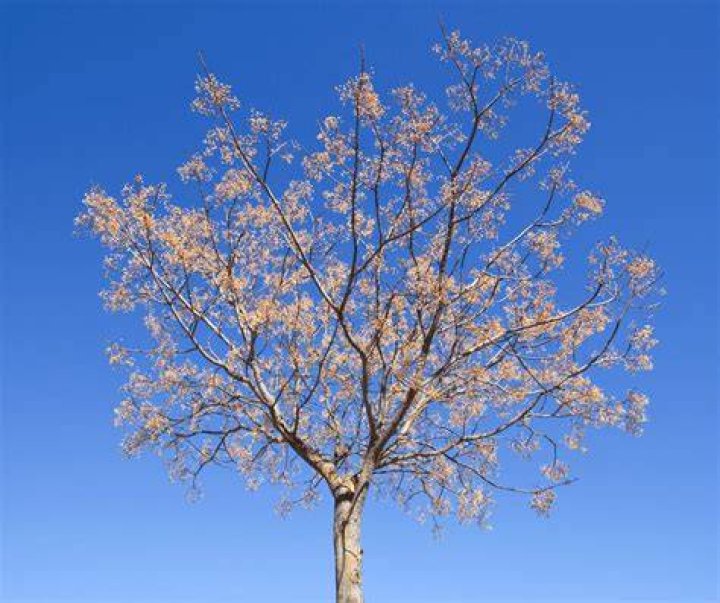 What does a chinaberry tree symbolize?